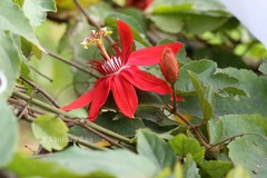 Passiflora vitifolia